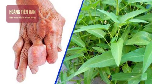 Hàm lượng đạm trong rau muống rất cao không tốt cho người bệnh
