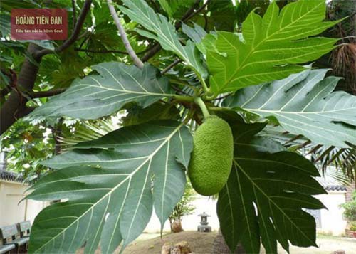 Sa kê là loại lá rất tốt cho người bệnh gout