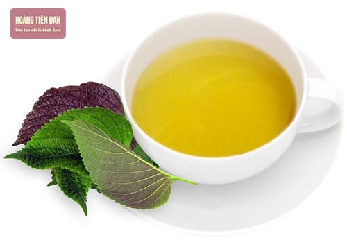 Trà lá tia tô là loại trà giảm acid uric hiệu quả