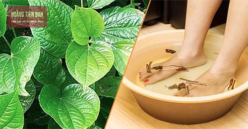 Ngâm chân với lá nốt đun vơi muối trắng giúp giảm các cơn đau do viêm khớp mang lại