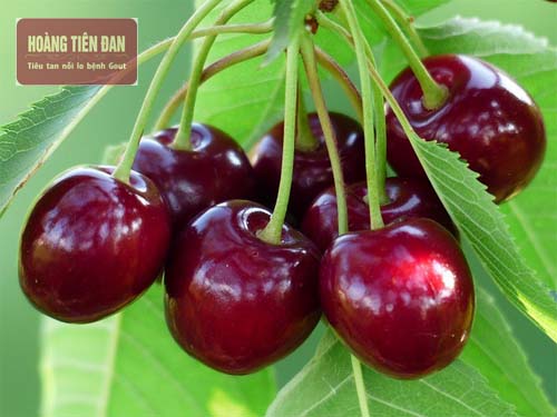 Quả anh đào giúp tăng khả năng đào thải acid uric ra ngoài cơ thể