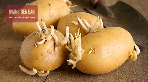Hãy tránh xa củ khoai tây mọc mầm