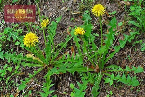 Rau bồ công anh giúp điều trị nhiễm trùng ở đường tiết niệu do sỏi thận gây ra.