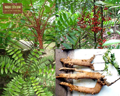 Chữa bệnh gout an toàn và hiệu quả với các bài thuốc thảo dược.