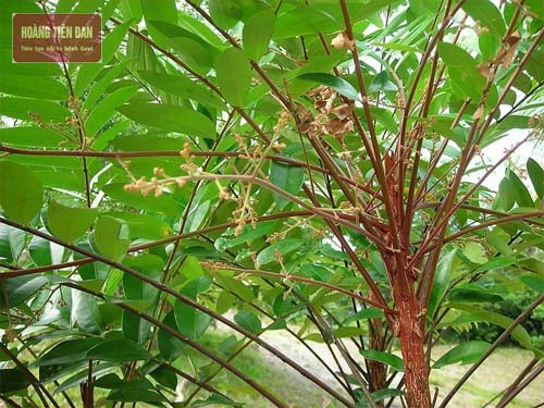 Cây mật nhân có tác dụng giảm đau, đào thải acid uric, hỗ trợ điều trị gout tốt.