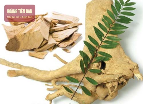 Sử dụng rễ và thân cây mật nhân để chữa bệnh gout.