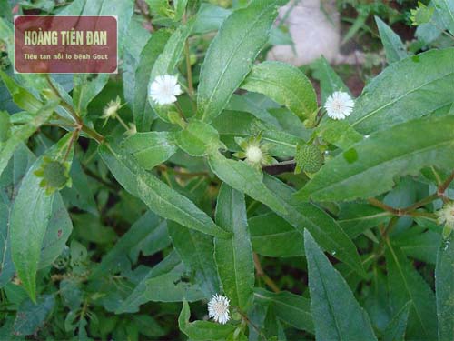 Cây nhọ nồi có thể hỗ trợ điều trị bệnh hiệu quả, trong đó có bệnh gout.