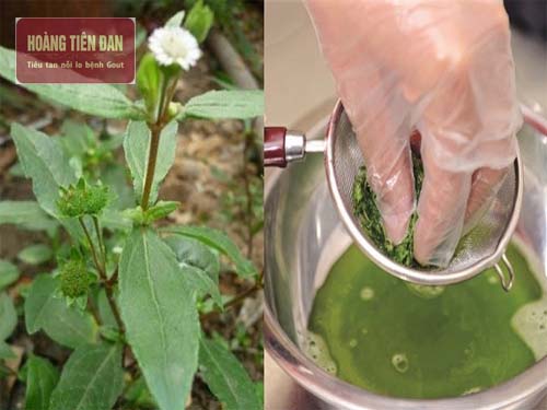 Uống nước từ cây nhọ nồi thường xuyên làm giảm các triệu chứng do gout gây ra hiệu quả.