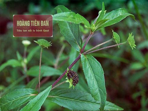 Cây nhọ nồi chữa chảy máu cam như thế nào? Cây nhọ nồi chữa chảy máu cam như thế nào?