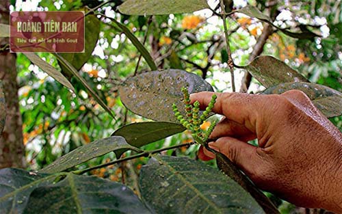 Cây gắm thường sinh sống ở các vùng núi cao