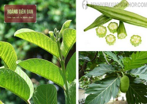   Bài thuốc chữa bệnh gout bằng lá ổi.