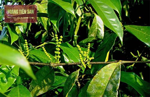  Dây gắm được người Tày dùng để chữa bệnh gout