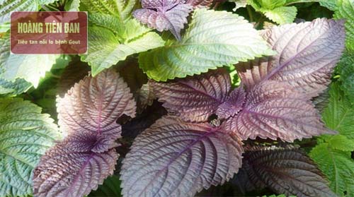  Lá tía tô cũng có tác dụng rất tốt trong việc chữa bệnh gout