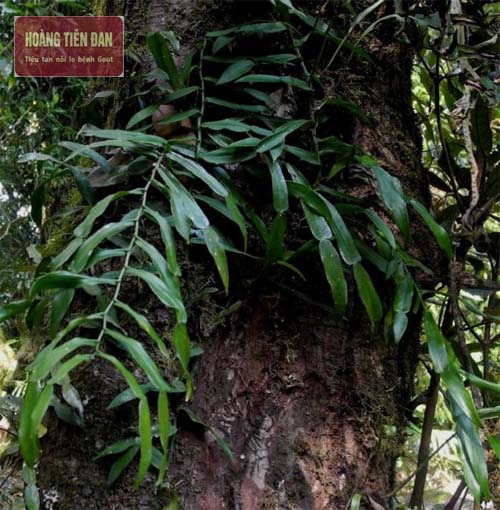   Người dân tộc Giáy sử dụng cây Cơm Lênh để làm bài thuốc chữa gout