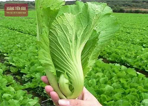 Rau cải bẹ xanh rất tốt cho người bệnh gout