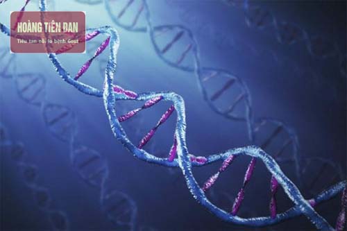   Yếu tố di truyền cũng là một nguyên nhân khiến acid uric tăng nhanh