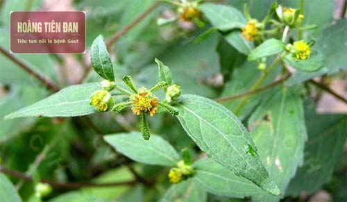 Chữa gout với thuốc nam vừa an toàn vừa hiệu quả cao.