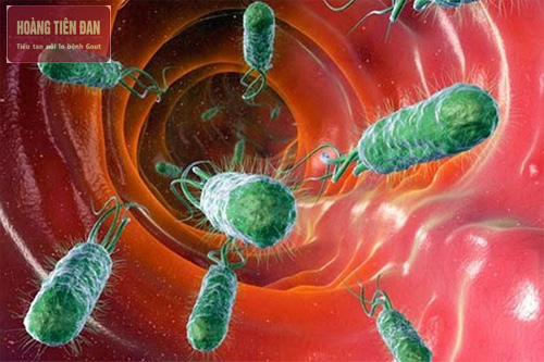 Vi khuẩn có thể theo đường máu vào thận gây nhiễm khuẩn