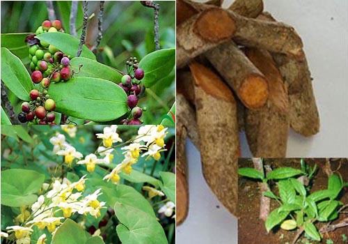 Thành phần của HOÀNG TIÊN ĐAN