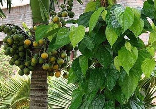 “Mách bạn” bài thuốc trị bệnh gout từ lá trầu không hiệu quả